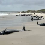 90 whales stranded on Australian beach to be euthanized after failed rescue bid