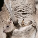 Scientists produced world’s first kangaroo embryo through IVF. It has sparked hope for marsupial conservation