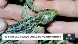 These 60-year-old geckos could be the world’s oldest