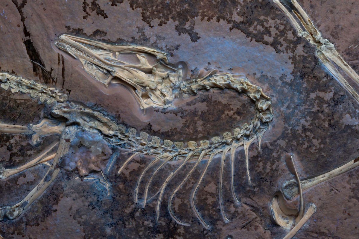 A rare Archaeopteryx fossil was kept from scientists for decades. Its first-ever analysis reveals ‘one wow after another’