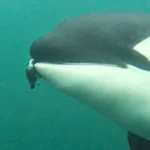 Orcas are bringing humans gifts of food – but why