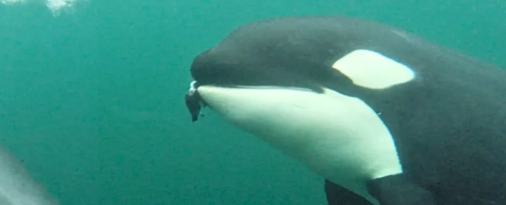 Orcas are bringing humans gifts of food – but why
