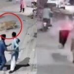 Owners of pet lion arrested after it jumped a wall and attacked a woman and two children in Pakistan