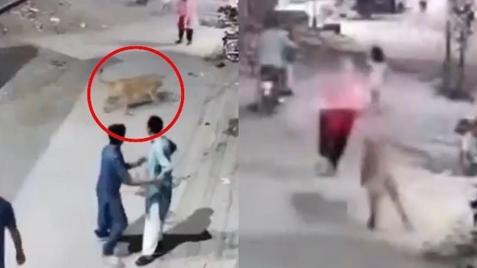 Owners of pet lion arrested after it jumped a wall and attacked a woman and two children in Pakistan